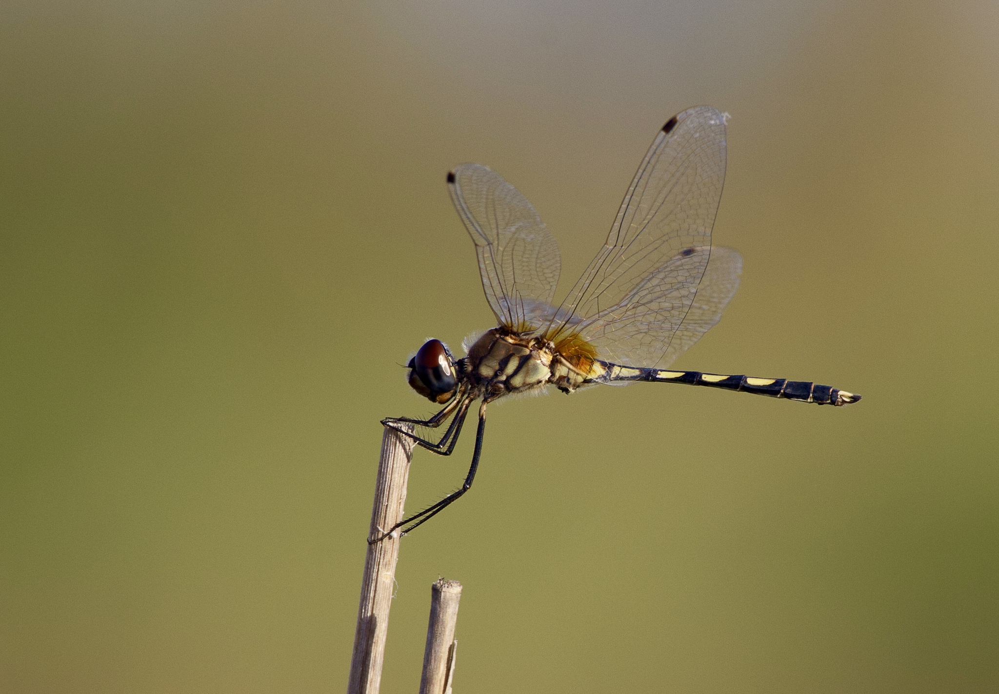 Long-Legged Marsh Glider