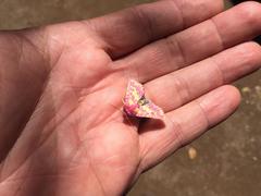 Psectrotarsia euposis