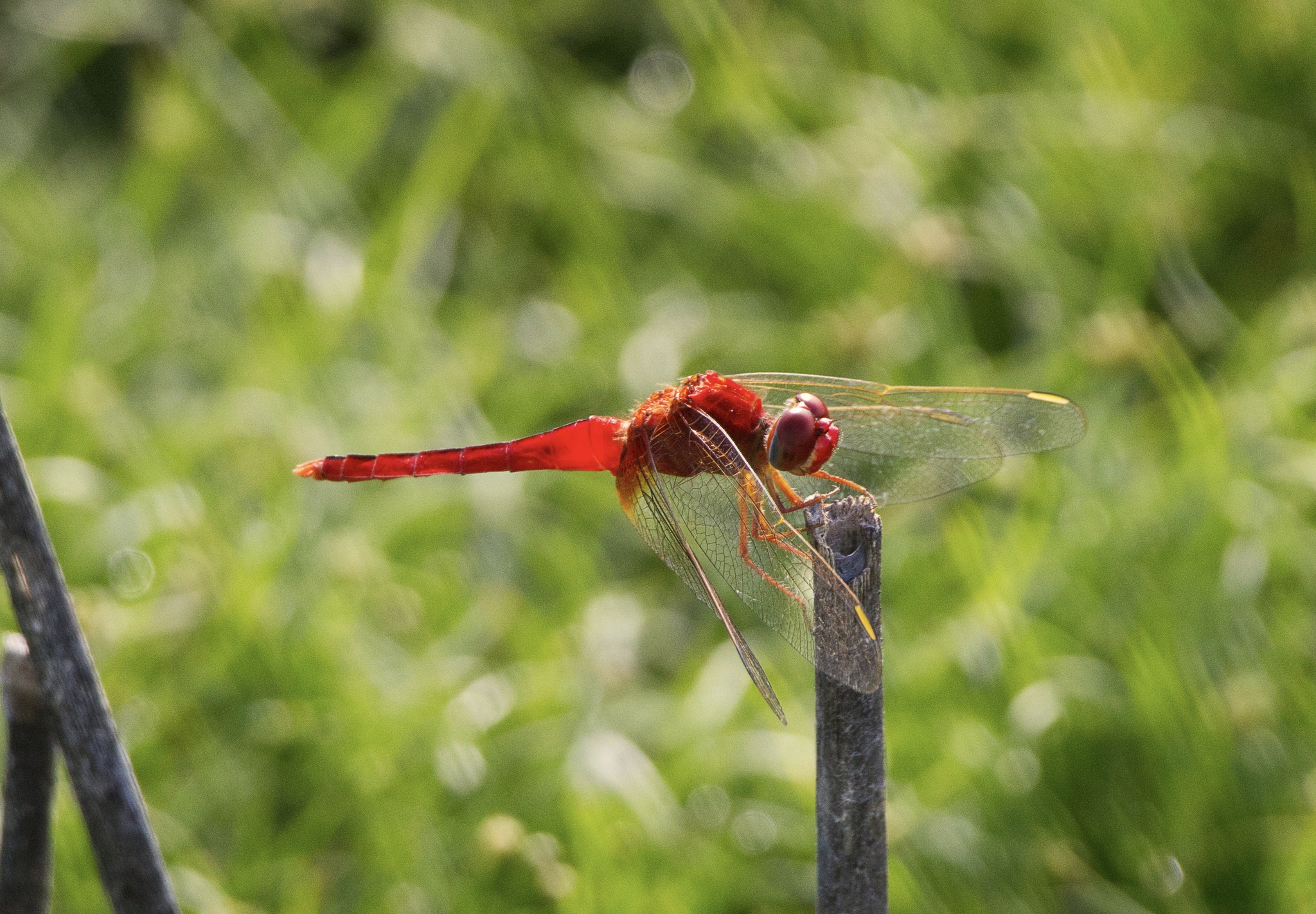 Scarlet Skimmer