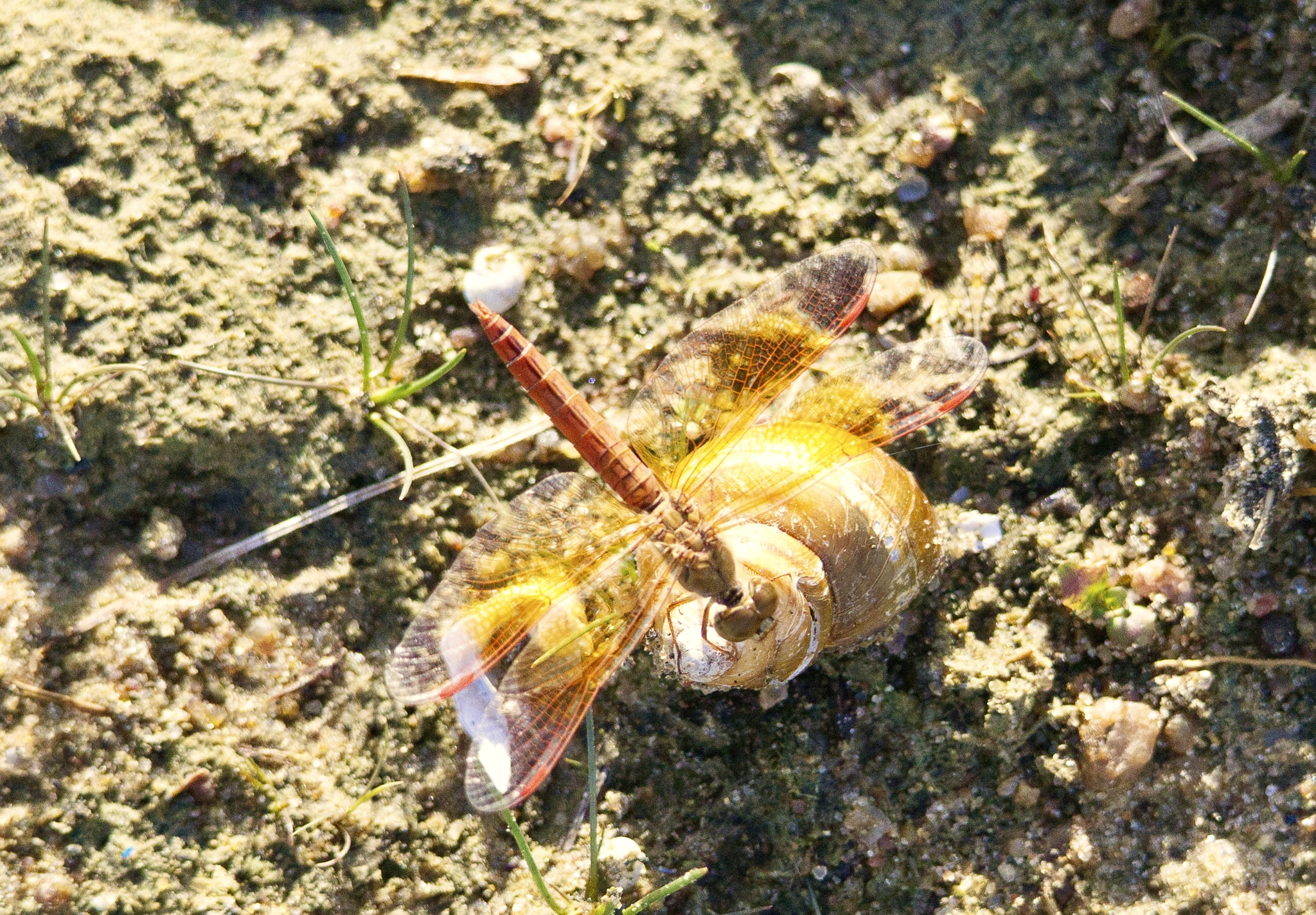 Ditch Jewel