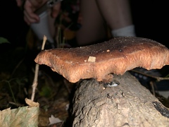 Lentinula