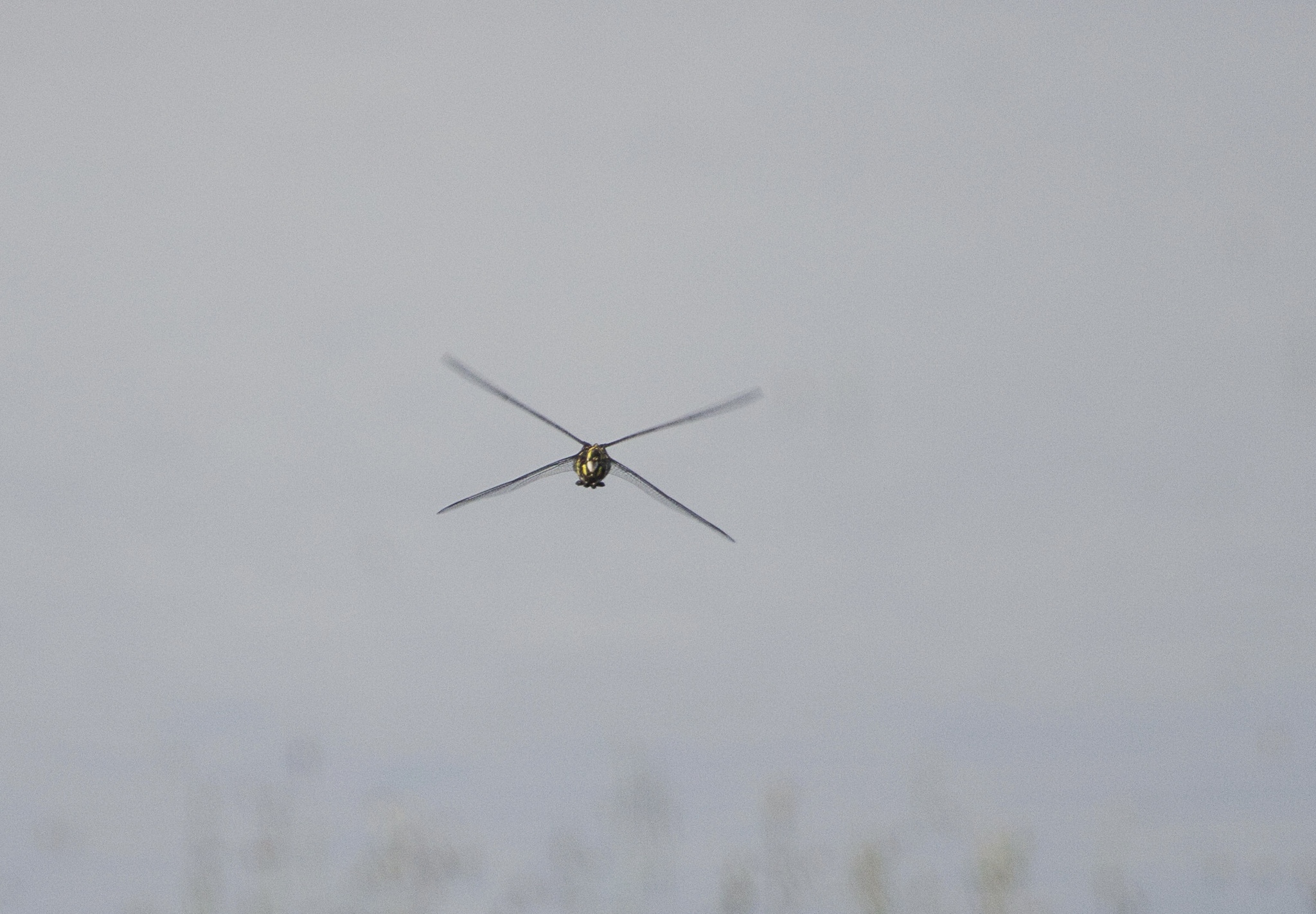 Indian Common Clubtail