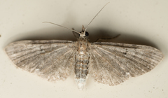 Lepidoptera