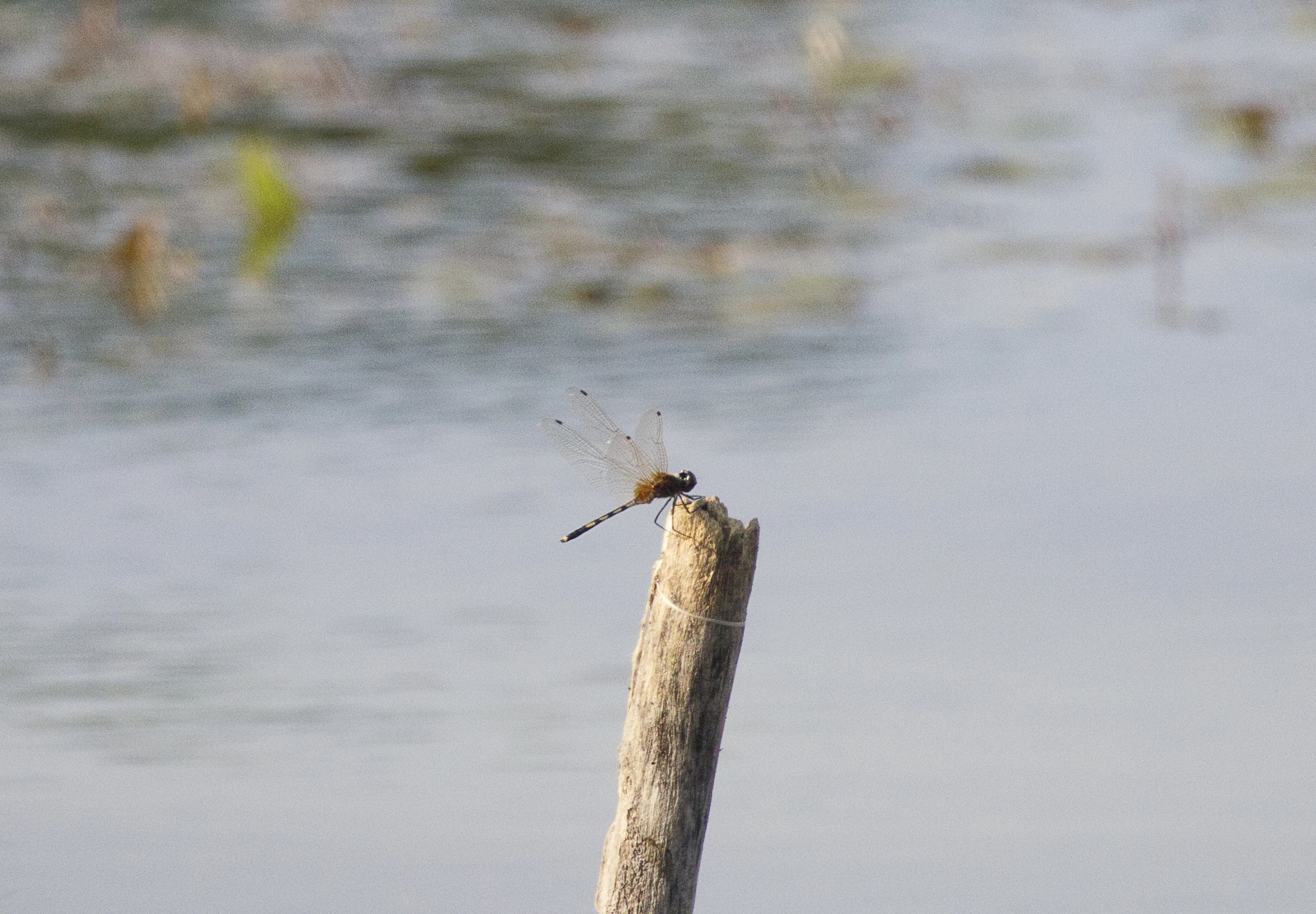 Long-Legged Marsh Glider