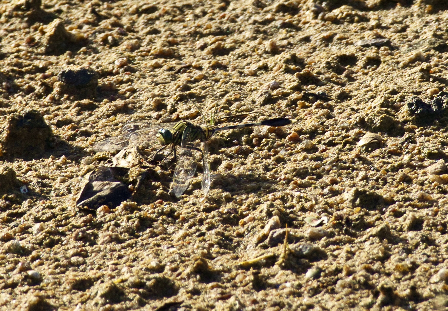 Slender Skimmer