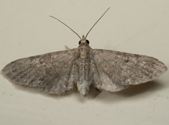 Lepidoptera