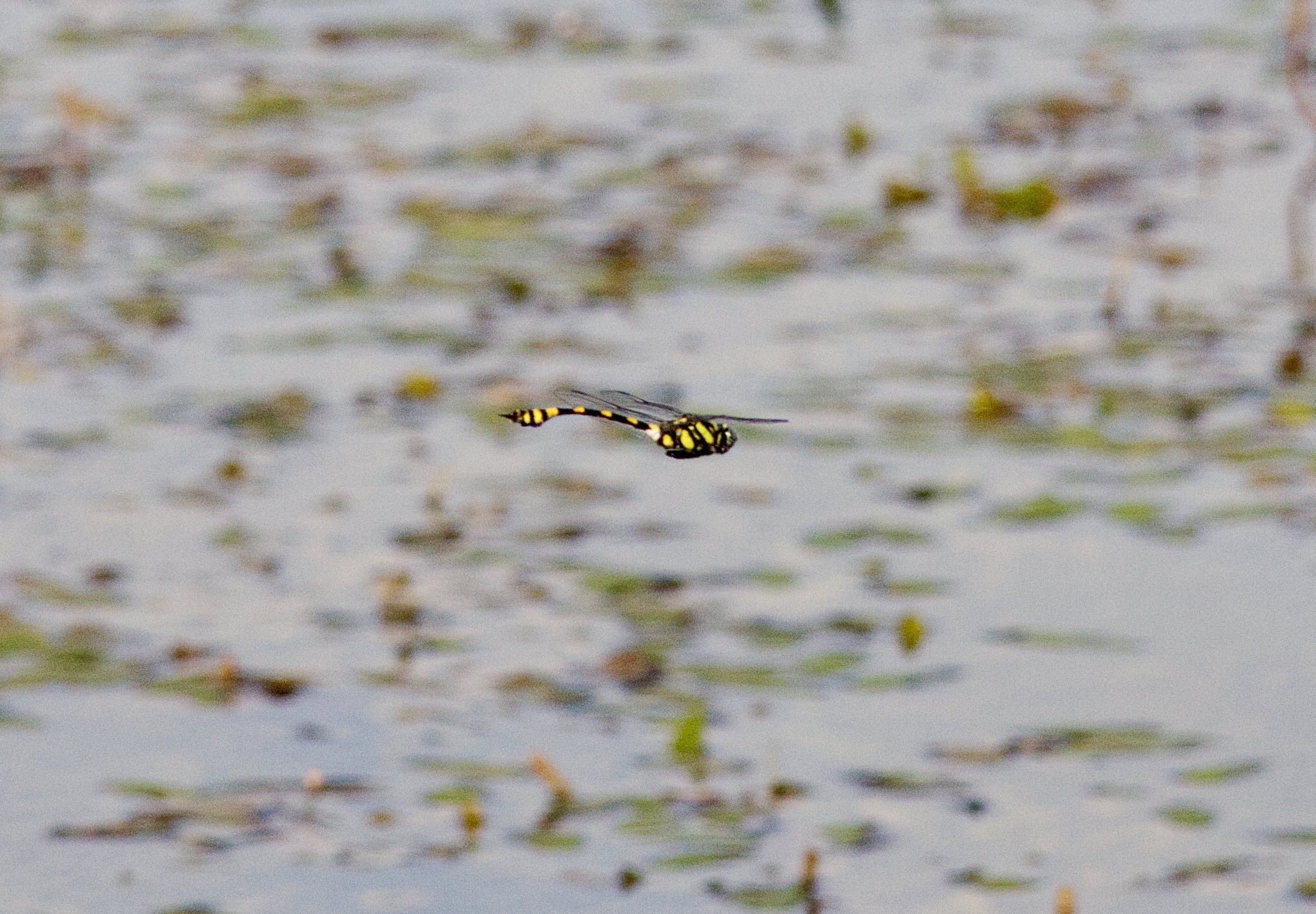 Indian Common Clubtail