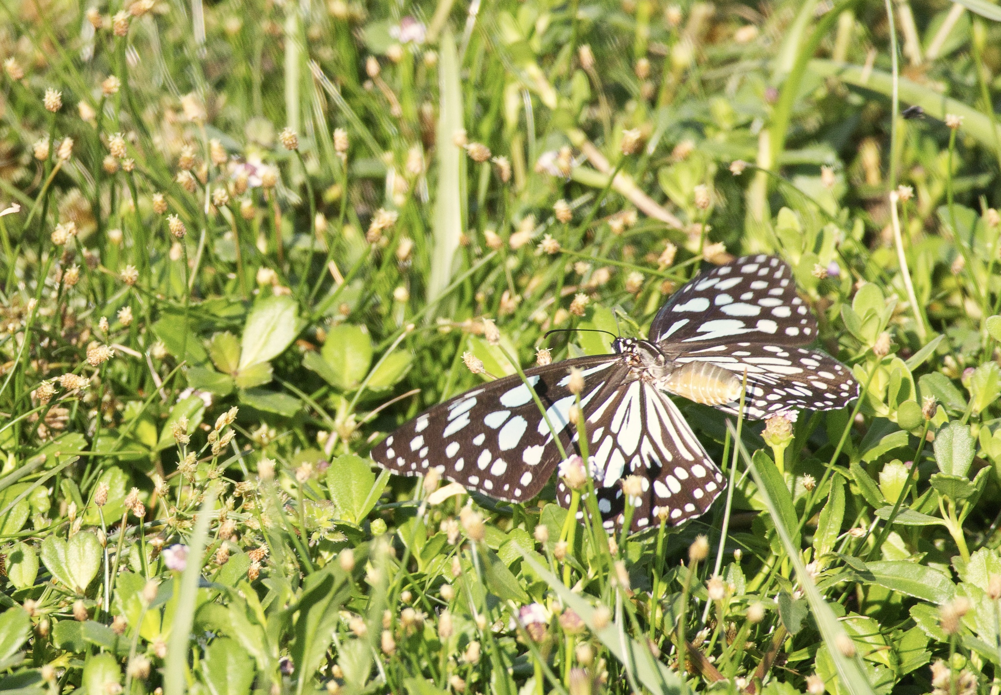 Blue Tiger