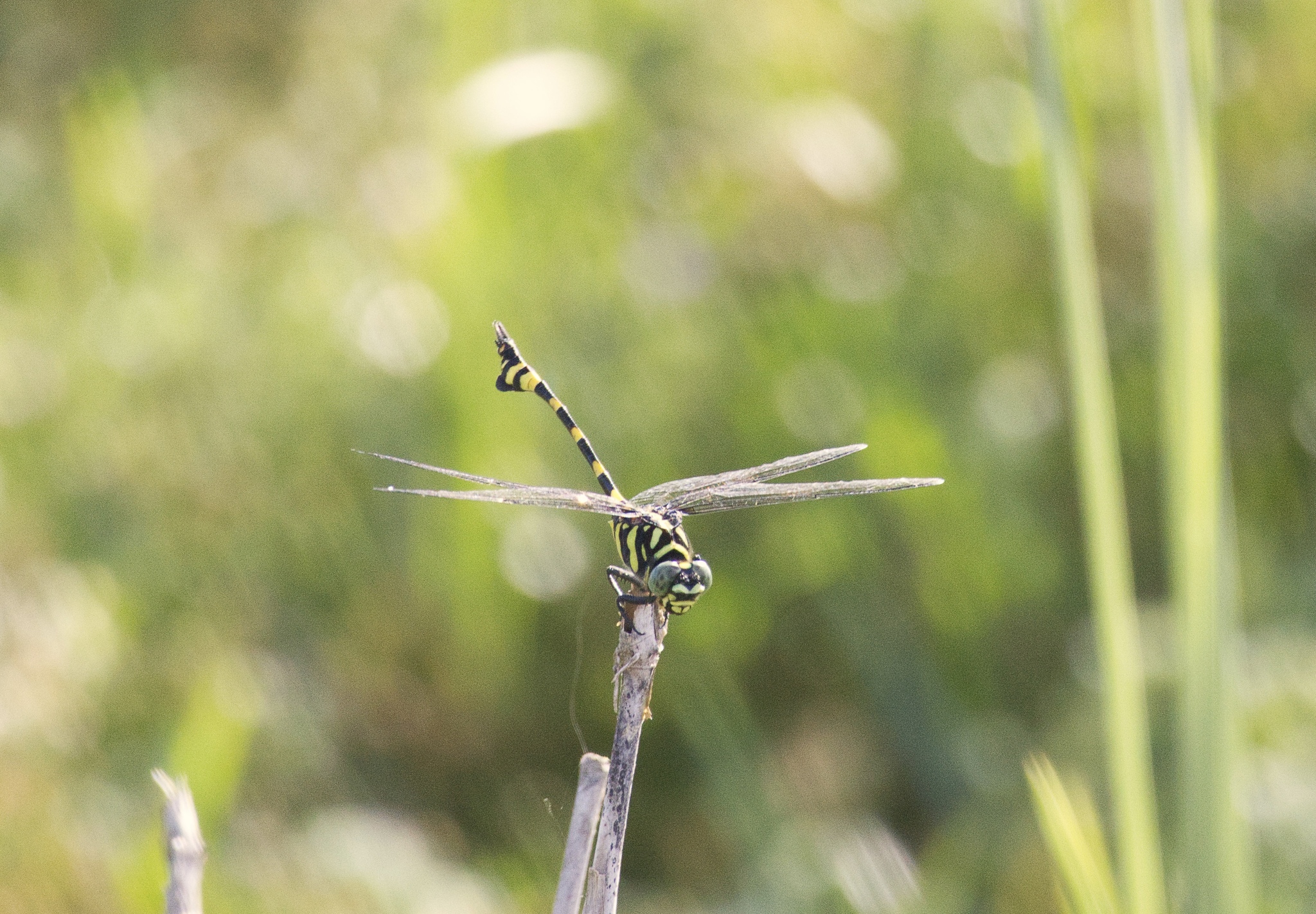 Indian Common Clubtail