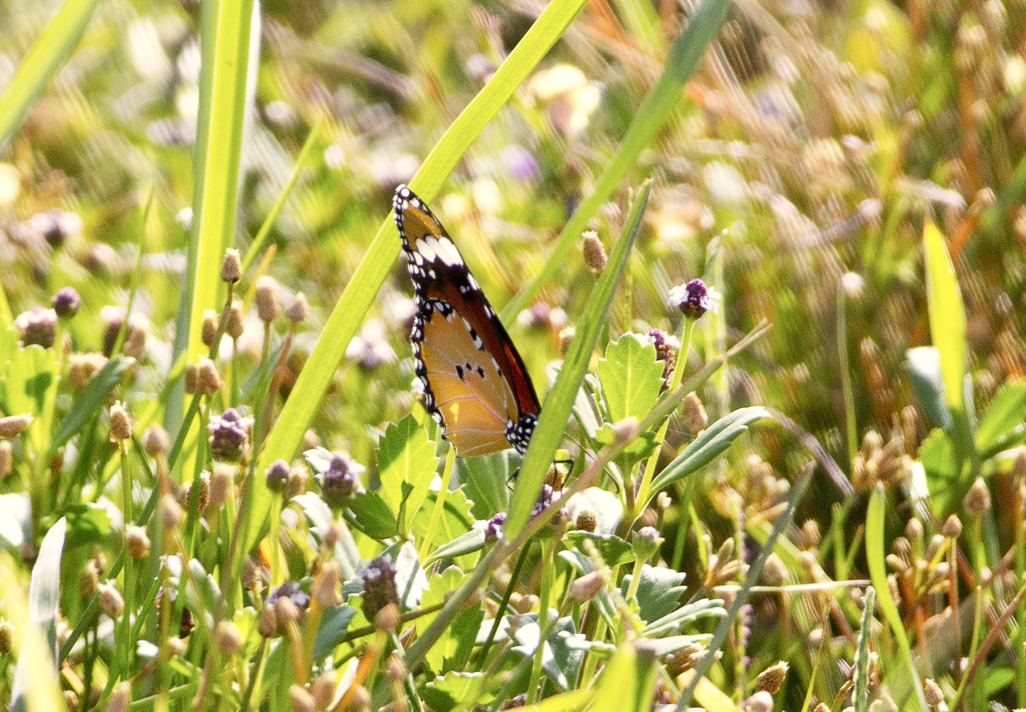 Plain Tiger