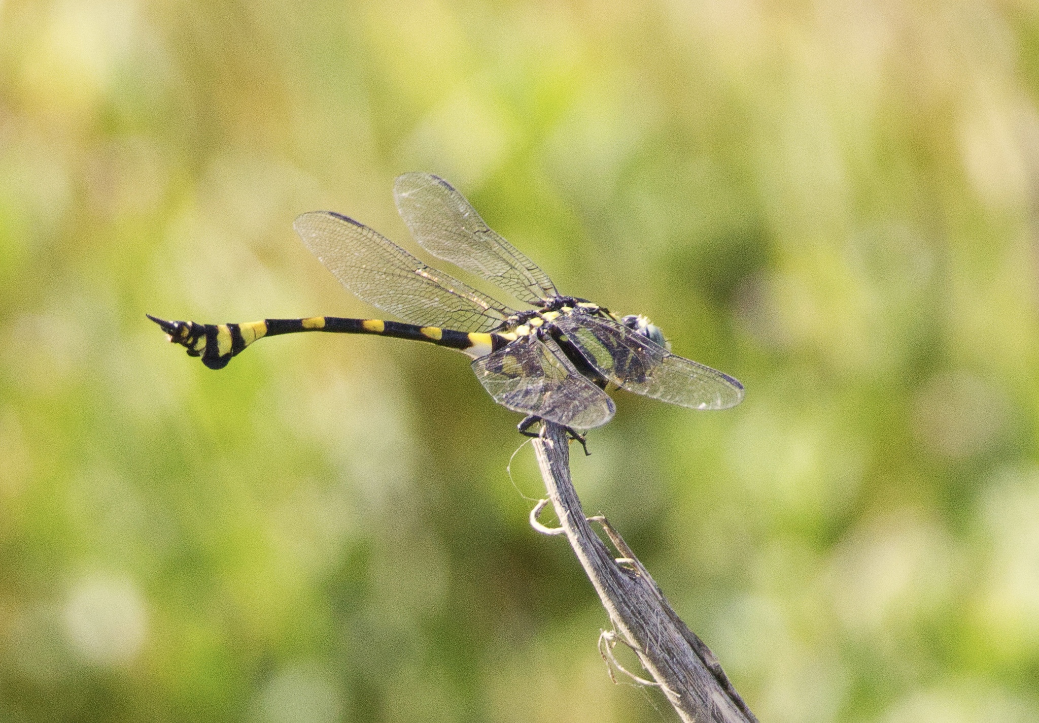 Indian Common Clubtail