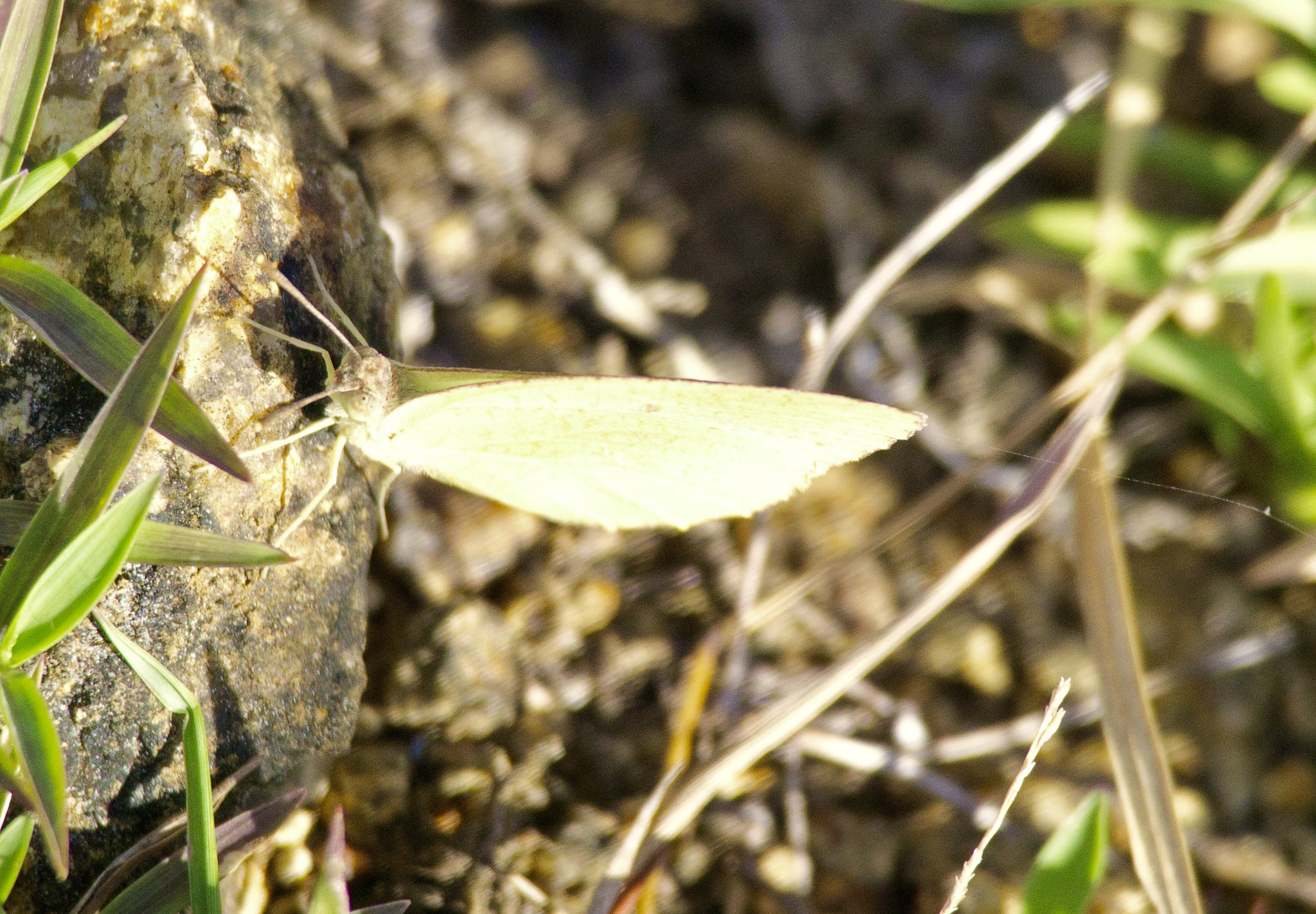 Mottled Emigrant