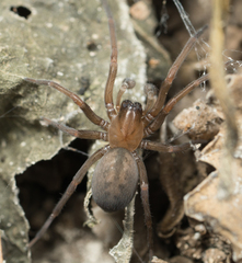 Metaltella simoni
