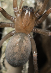 Metaltella simoni