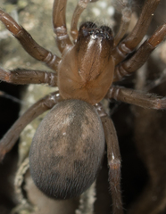 Metaltella simoni