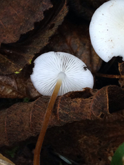 Strobilurus occidentalis