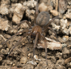 Metaltella simoni