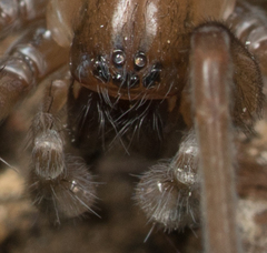 Metaltella simoni