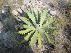 Agave xylonacantha