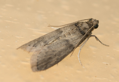 Lepidoptera