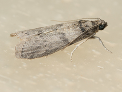 Lepidoptera