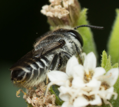 Megachile pusilla