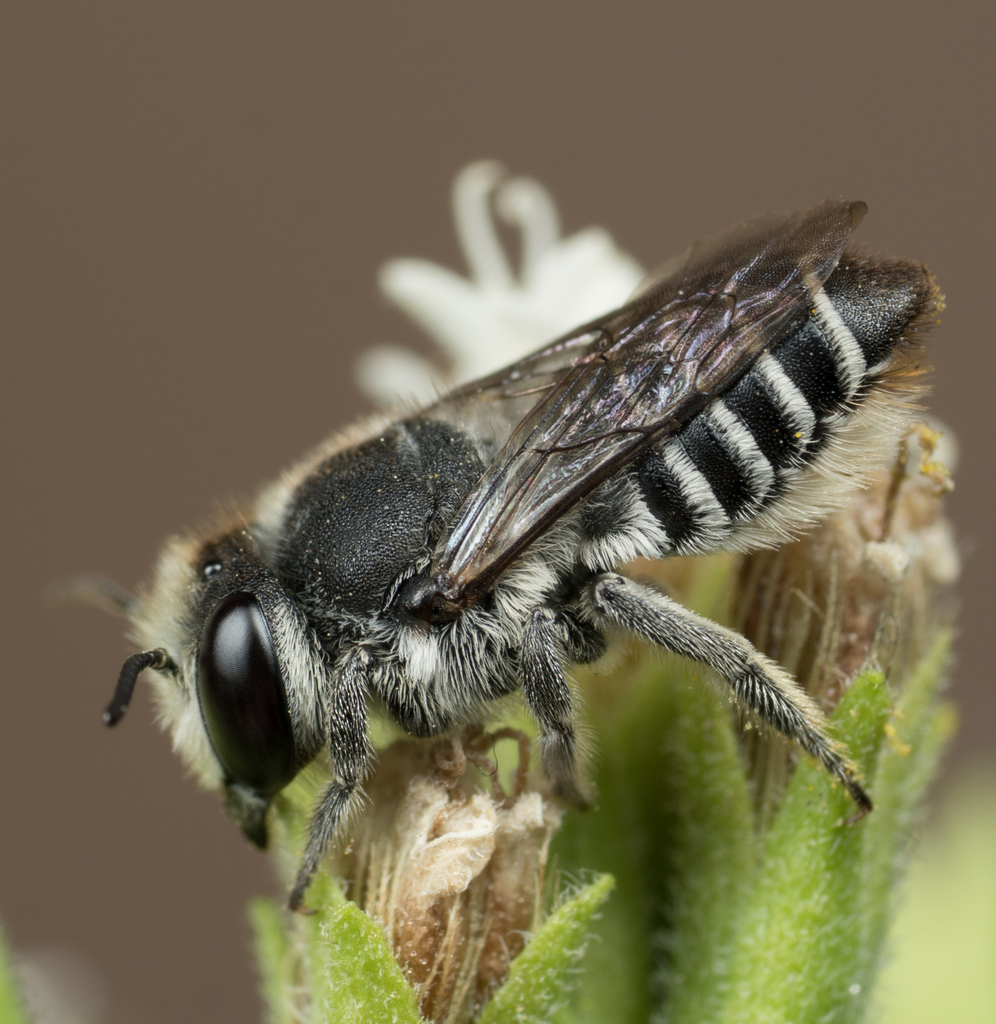Megachile pusilla