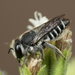 Megachile pusilla - Photo no hay derechos reservados, subido por Jesse Rorabaugh