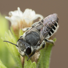 Megachile pusilla