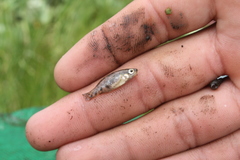 Zoogoneticus purhepechus