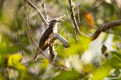 Cacomantis variolosus