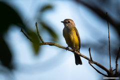 Microeca flavigaster