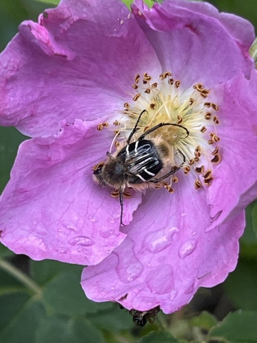 Bee-mimic Beetle