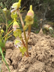 Disa spathulata spathulata