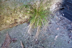 Poa imbecilla