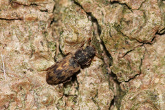 Synchita undata