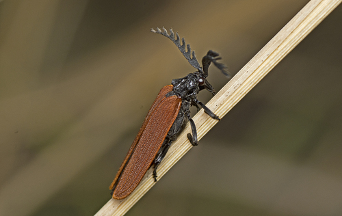 Porrostoma rhipidium