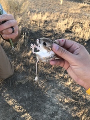 Dipodomys nitratoides nitratoides