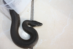 Thamnophis melanogaster