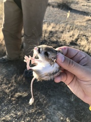 Dipodomys nitratoides nitratoides