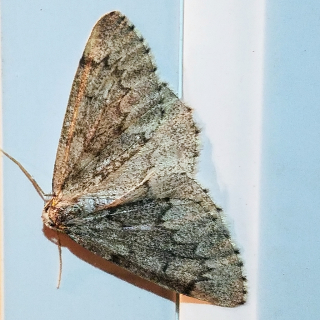 Western False Hemlock Looper