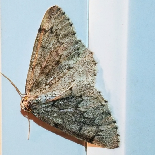 Western False Hemlock Looper