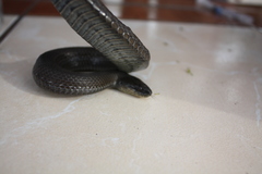 Thamnophis melanogaster