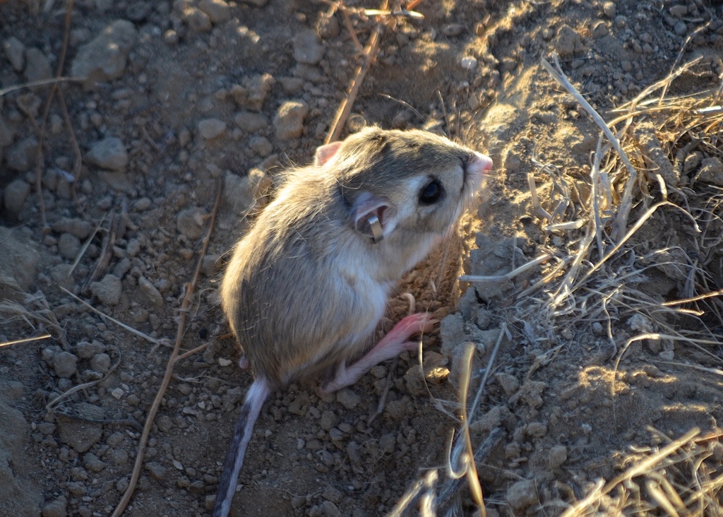 Tipton Kangaroo Rat in September 2019 by saemerso · iNaturalist
