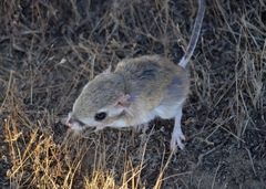 Dipodomys nitratoides nitratoides