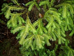 Schistochila nobilis