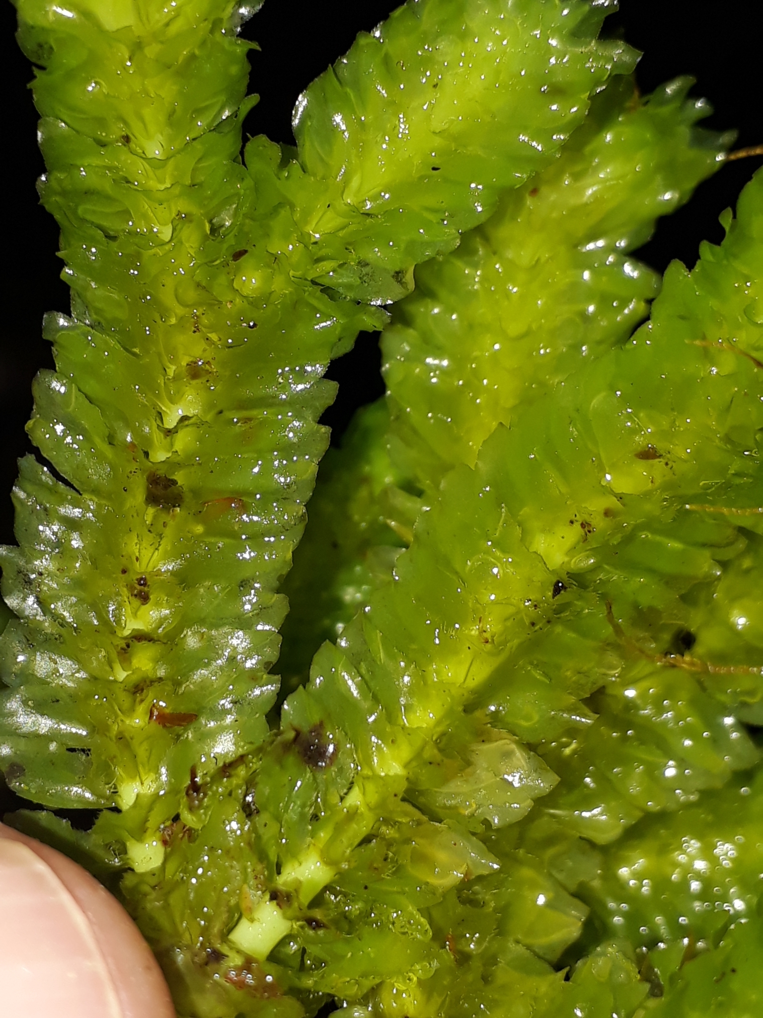Schistochila nobilis
