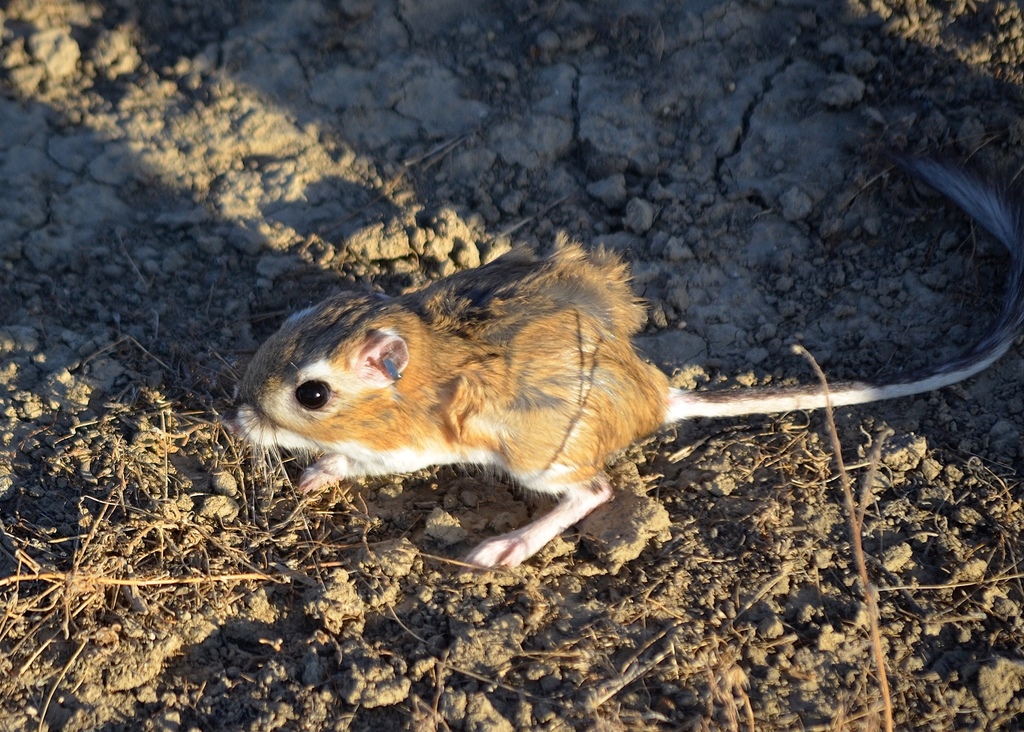 Giant Kangaroo Rat (The California 24 for 2024) · iNaturalist