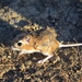 Giant Kangaroo Rat - Photo (c) saemerso, some rights reserved (CC BY-NC), uploaded by saemerso
