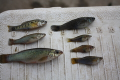 Southern Platyfish photo 4